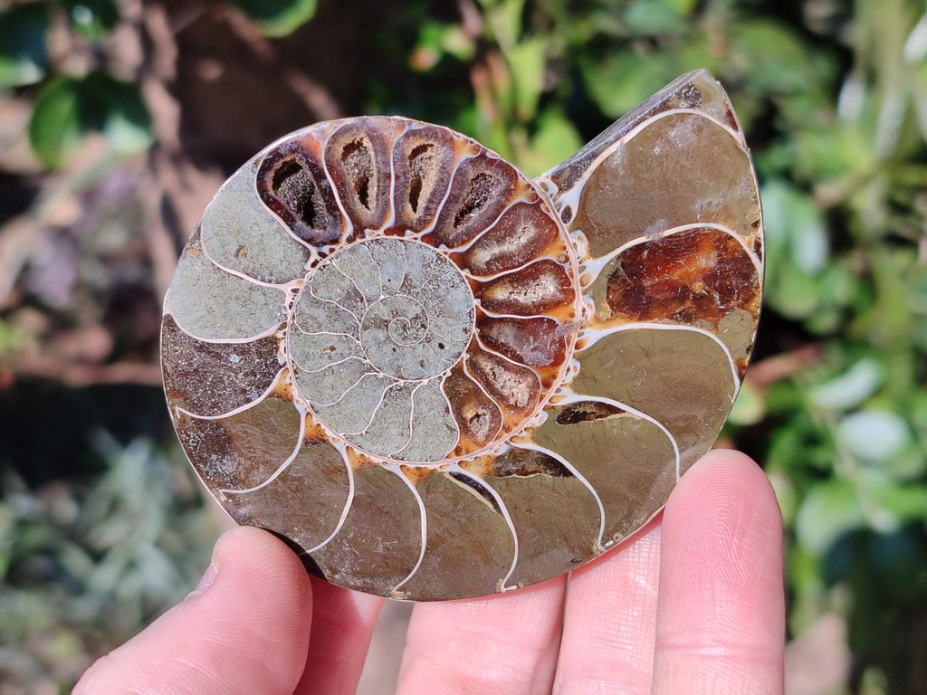 Polished Cleoniceras Ammonite Fossils Pairs x 6 From Tulear, Madagascar - Toprock Gemstones and Minerals 