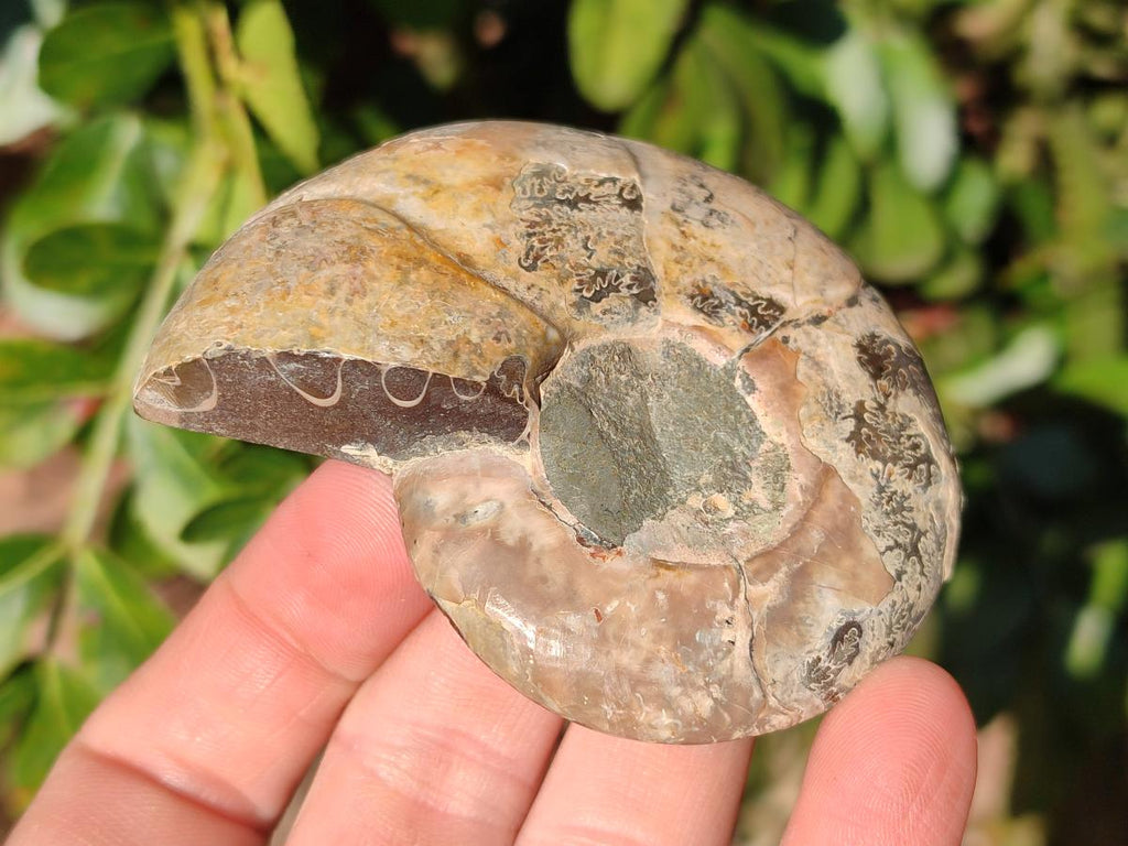 Polished Cleoniceras Ammonite Fossils Pairs x 6 From Tulear, Madagascar - Toprock Gemstones and Minerals 