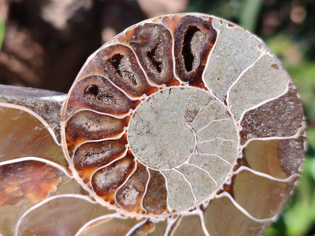 Polished Cleoniceras Ammonite Fossils Pairs x 6 From Tulear, Madagascar - Toprock Gemstones and Minerals 