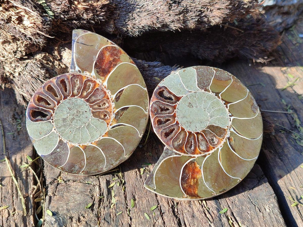 Polished Cleoniceras Ammonite Fossils Pairs x 6 From Tulear, Madagascar - Toprock Gemstones and Minerals 