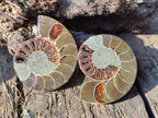 Polished Cleoniceras Ammonite Fossils Pairs x 6 From Tulear, Madagascar - Toprock Gemstones and Minerals 