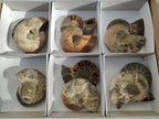 Polished Cleoniceras Ammonite Fossils Pairs x 6 From Tulear, Madagascar - Toprock Gemstones and Minerals 