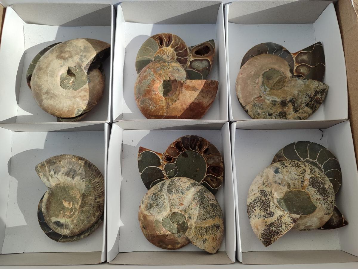 Polished Cleoniceras Ammonite Fossils Pairs x 6 From Tulear, Madagascar - Toprock Gemstones and Minerals 