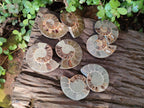 Polished Cleoniceras Ammonite Fossils Pairs x 6 From Tulear, Madagascar - Toprock Gemstones and Minerals 