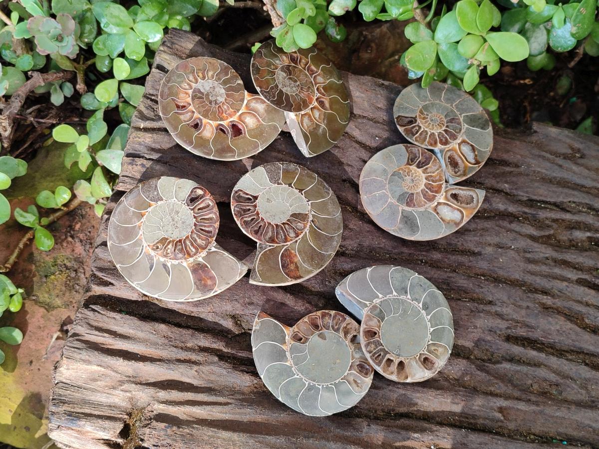 Polished Cleoniceras Ammonite Fossils Pairs x 6 From Tulear, Madagascar - Toprock Gemstones and Minerals 