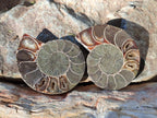 Polished Cleoniceras Ammonite Fossils Pairs x 6 From Tulear, Madagascar - Toprock Gemstones and Minerals 