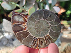 Polished Cleoniceras Ammonite Fossils Pairs x 6 From Tulear, Madagascar - Toprock Gemstones and Minerals 