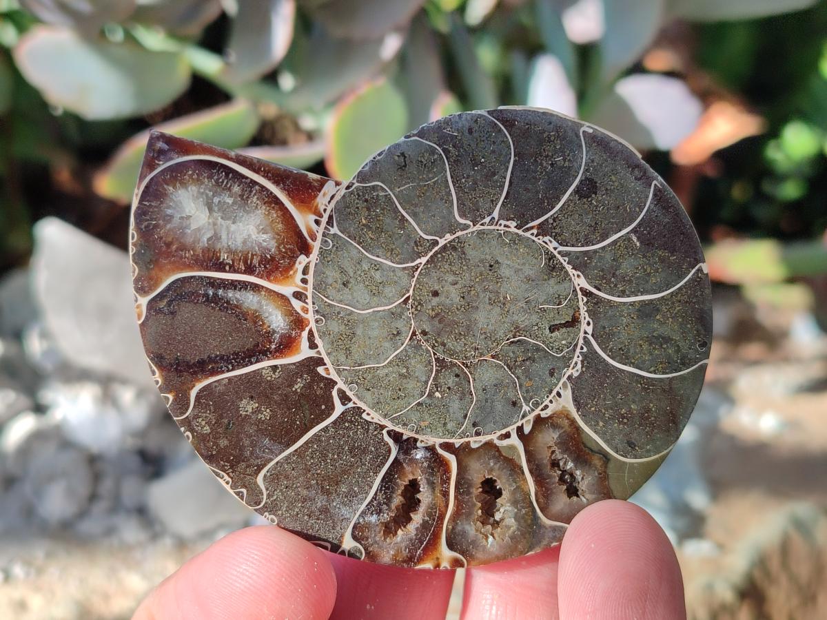 Polished Cleoniceras Ammonite Fossils Pairs x 6 From Tulear, Madagascar - Toprock Gemstones and Minerals 