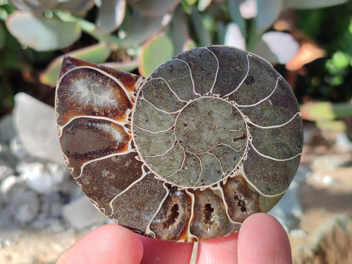 Polished Cleoniceras Ammonite Fossils Pairs x 6 From Tulear, Madagascar - Toprock Gemstones and Minerals 