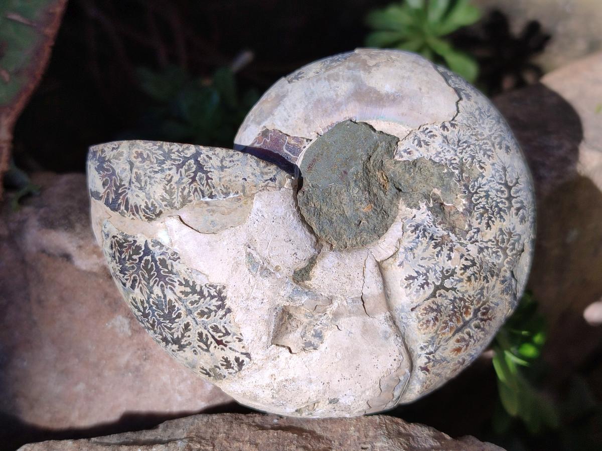 Polished Cleoniceras Ammonite Fossils Pairs x 6 From Tulear, Madagascar - Toprock Gemstones and Minerals 