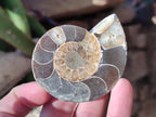 Polished Cleoniceras Ammonite Fossils Pairs x 6 From Tulear, Madagascar - Toprock Gemstones and Minerals 