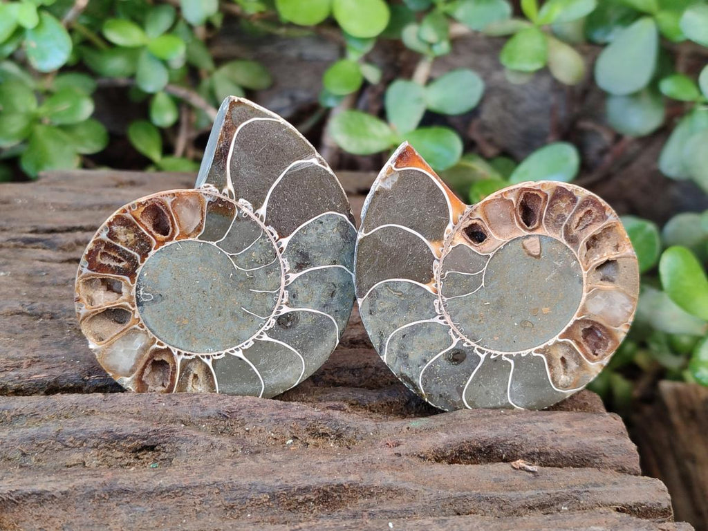Polished Cleoniceras Ammonite Fossils Pairs x 6 From Tulear, Madagascar - Toprock Gemstones and Minerals 