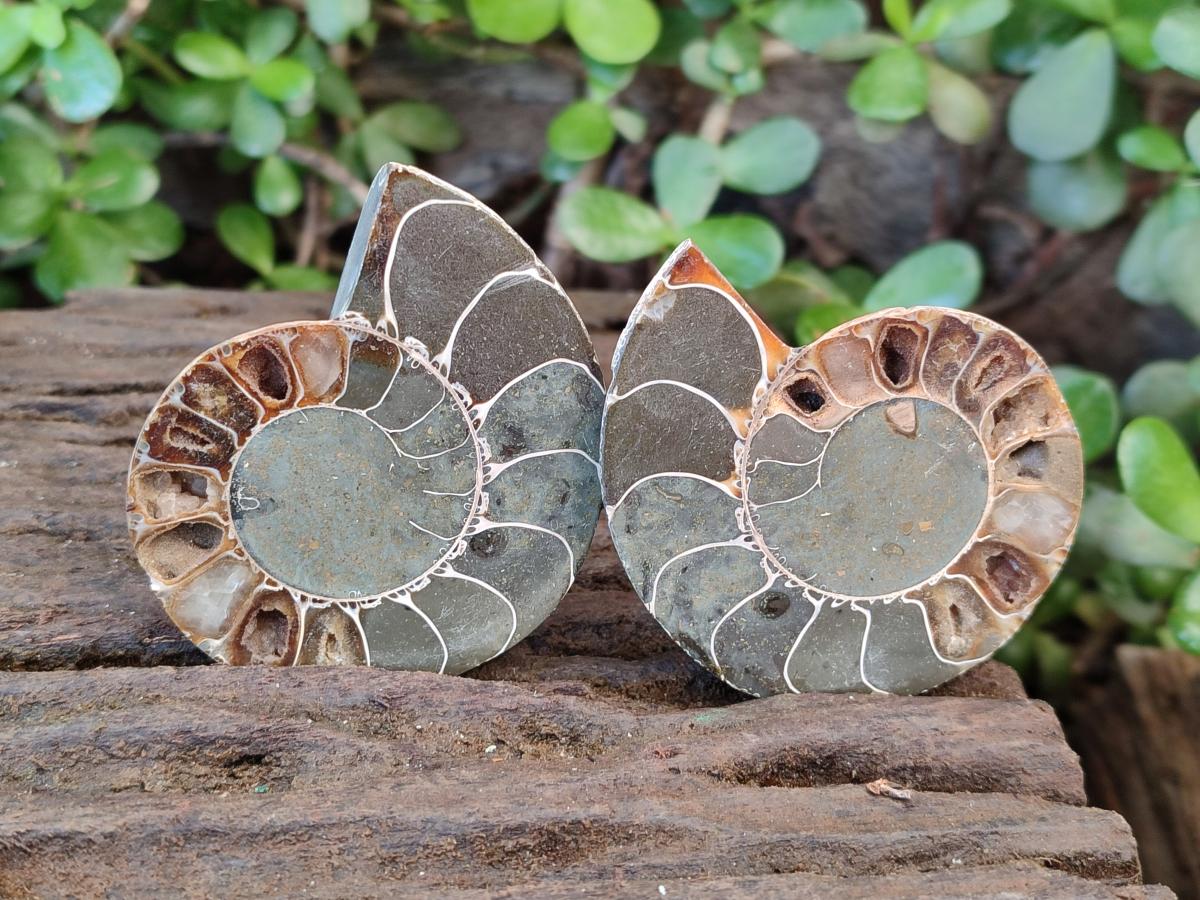 Polished Cleoniceras Ammonite Fossils Pairs x 6 From Tulear, Madagascar - Toprock Gemstones and Minerals 