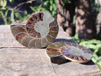 Polished Cleoniceras Ammonite Fossils Pairs x 6 From Tulear, Madagascar - Toprock Gemstones and Minerals 