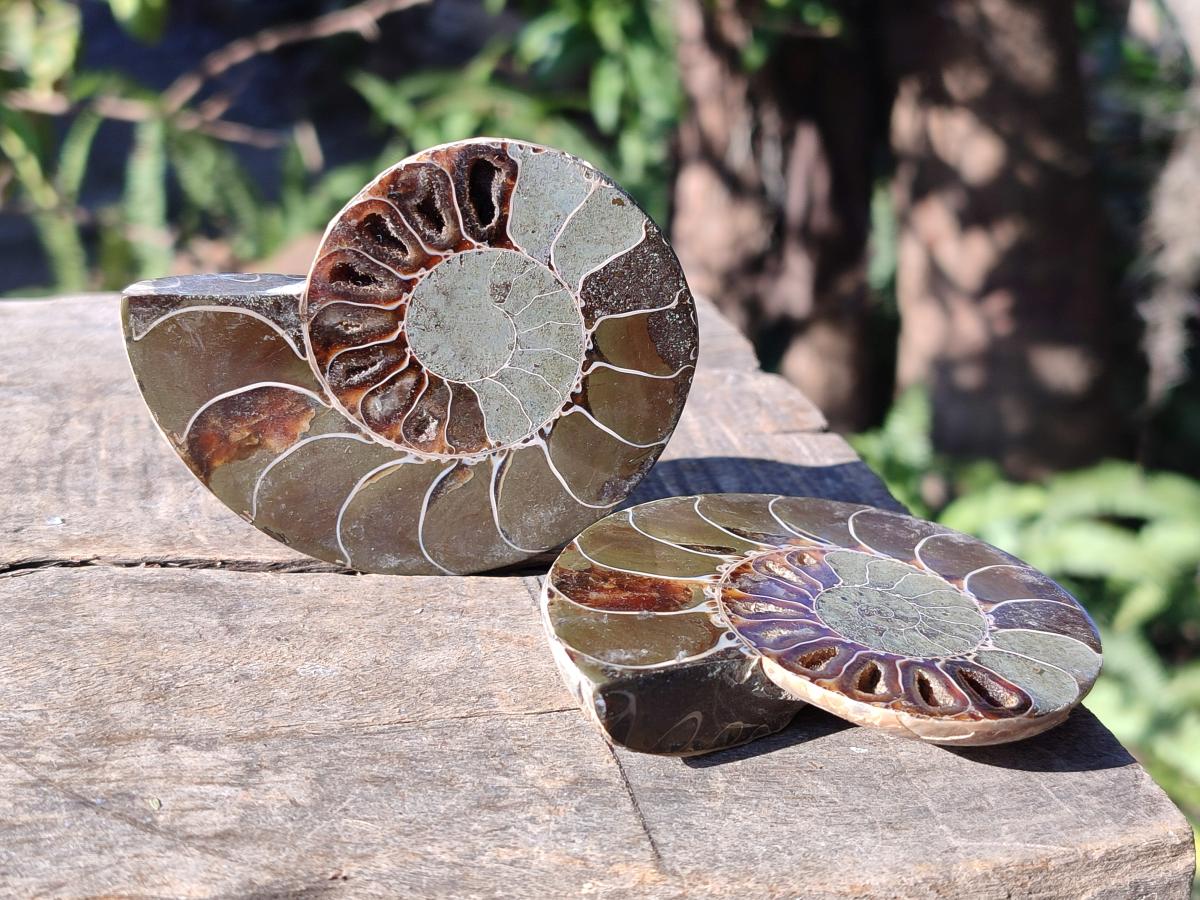 Polished Cleoniceras Ammonite Fossils Pairs x 6 From Tulear, Madagascar - Toprock Gemstones and Minerals 