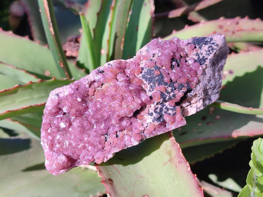 Natural Spherocobaltite Specimens x 6 From Musonoi Mine, Congo - Toprock Gemstones and Minerals 