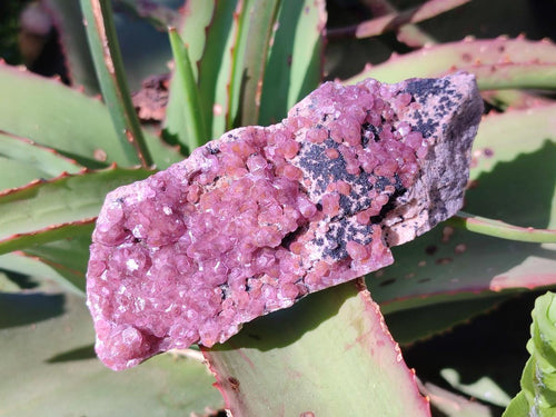 Natural Spherocobaltite Specimens x 6 From Musonoi Mine, Congo - Toprock Gemstones and Minerals 