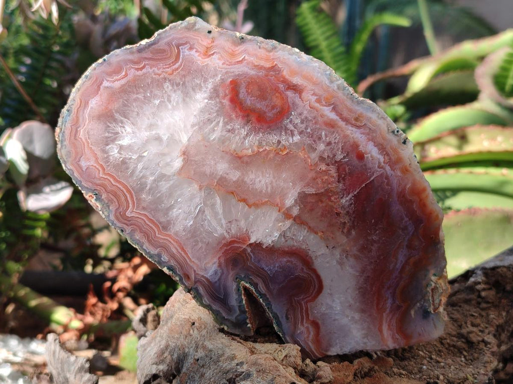 Polished One Side Red Shashe River Agate Slices x 4 From Shashe River, Zimbabwe - Toprock Gemstones and Minerals 