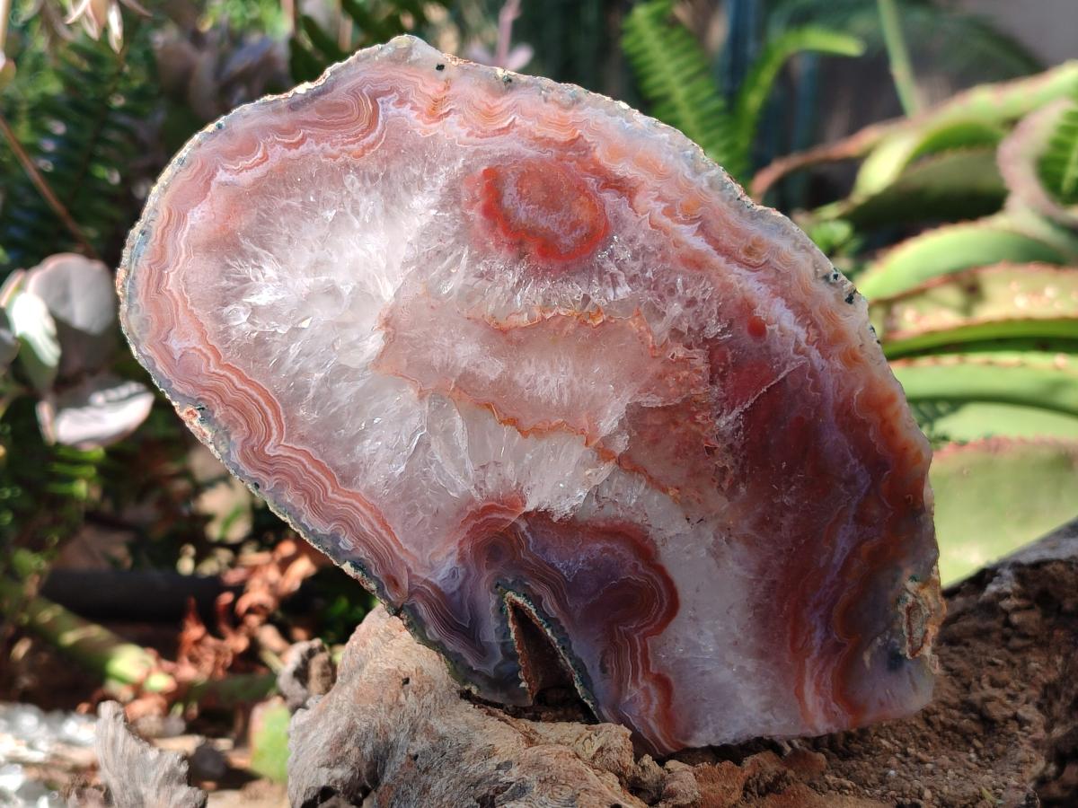 Polished One Side Red Shashe River Agate Slices x 4 From Shashe River, Zimbabwe - Toprock Gemstones and Minerals 