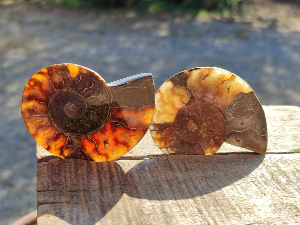 Polished Cleoniceras Ammonite Fossil Pairs x 12 pairs From Tulear, Madagascar - Toprock Gemstones and Minerals 