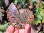 Polished Cleoniceras Ammonite Fossil Pairs x 12 pairs From Tulear, Madagascar - Toprock Gemstones and Minerals 