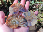 Polished Cleoniceras Ammonite Fossil Pairs x 12 pairs From Tulear, Madagascar - Toprock Gemstones and Minerals 
