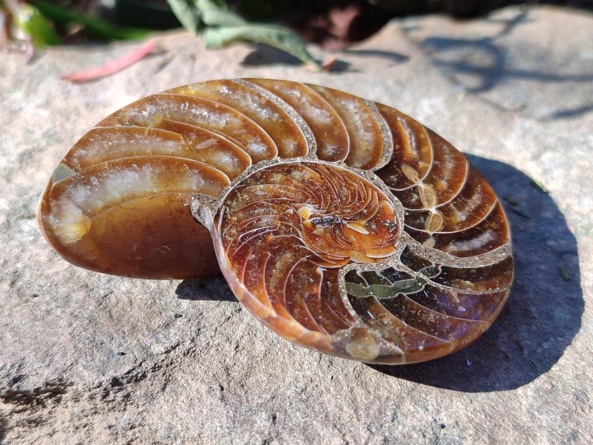 Polished Cleoniceras Ammonite Fossil Pairs x 12 pairs From Tulear, Madagascar - Toprock Gemstones and Minerals 