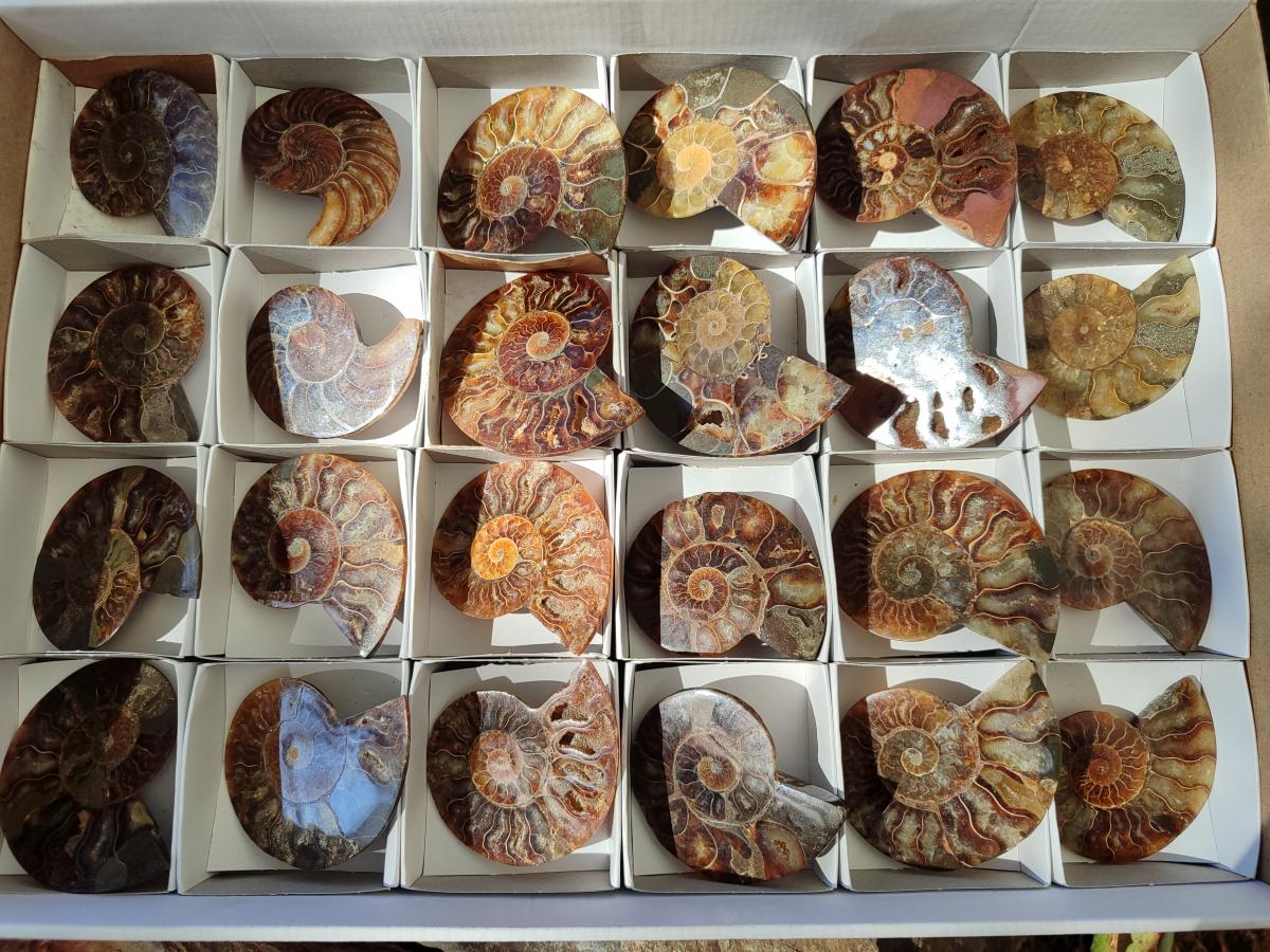 Polished Cleoniceras Ammonite Fossil Pairs x 12 pairs From Tulear, Madagascar - Toprock Gemstones and Minerals 