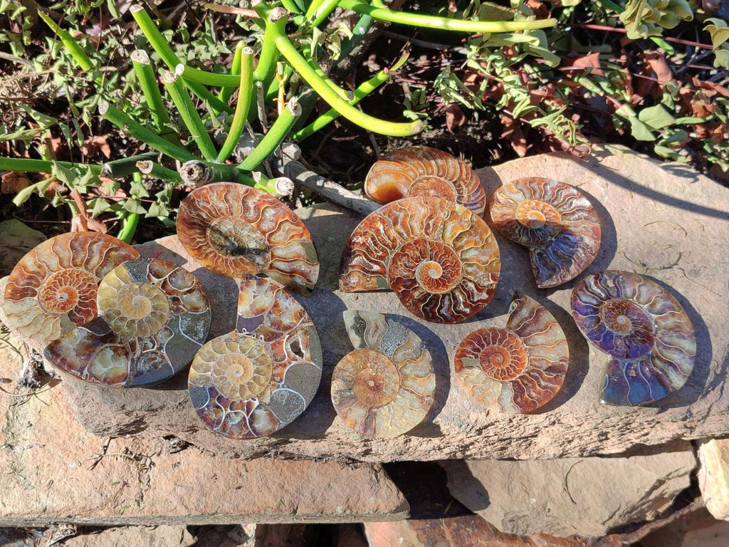 Polished Cleoniceras Ammonite Fossil Pairs x 12 pairs From Tulear, Madagascar - Toprock Gemstones and Minerals 