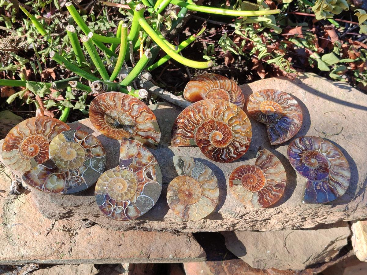 Polished Cleoniceras Ammonite Fossil Pairs x 12 pairs From Tulear, Madagascar - Toprock Gemstones and Minerals 