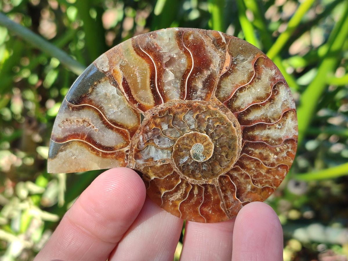 Polished Cleoniceras Ammonite Fossil Pairs x 12 pairs From Tulear, Madagascar - Toprock Gemstones and Minerals 