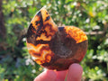 Polished Cleoniceras Ammonite Fossil Pairs x 12 pairs From Tulear, Madagascar - Toprock Gemstones and Minerals 