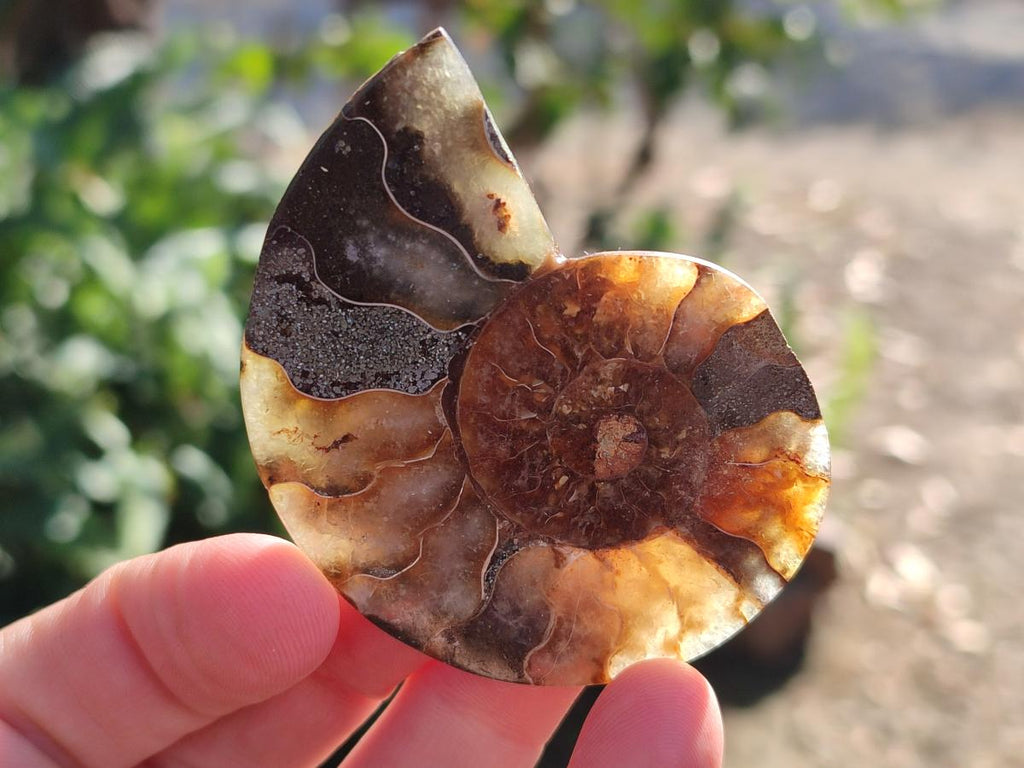 Polished Cleoniceras Ammonite Fossil Pairs x 12 pairs From Tulear, Madagascar - Toprock Gemstones and Minerals 