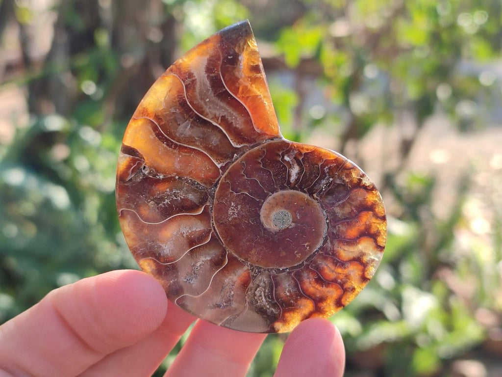 Polished Cleoniceras Ammonite Fossil Pairs x 12 pairs From Tulear, Madagascar - Toprock Gemstones and Minerals 