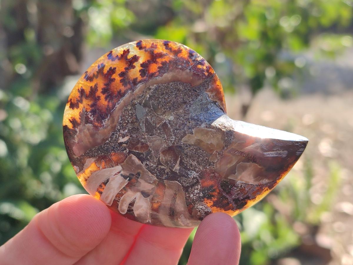 Polished Cleoniceras Ammonite Fossil Pairs x 12 pairs From Tulear, Madagascar - Toprock Gemstones and Minerals 