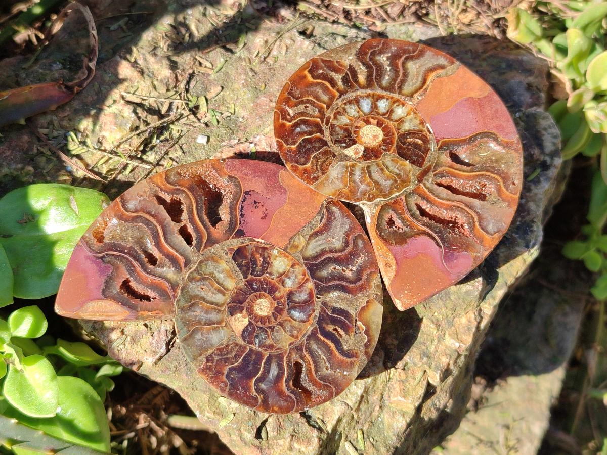 Polished Cleoniceras Ammonite Fossil Pairs x 12 pairs From Tulear, Madagascar - Toprock Gemstones and Minerals 