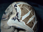 Polished Septerye Sauvage "Dragons Egg" Geodes x 2 From Mahajanga, Madagascar - Toprock Gemstones and Minerals 