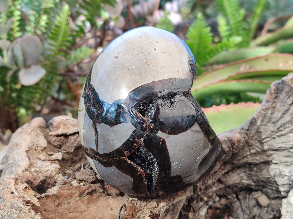 Polished Septerye Sauvage "Dragons Egg" Geodes x 2 From Mahajanga, Madagascar - Toprock Gemstones and Minerals 