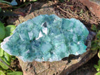 Natural Green Cubic Fluorite Specimens x 6 From Mandrosonoro, Madagascar - Toprock Gemstones and Minerals 