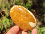 Polished Trigonia Bivalve Fossil Clams x 9 From Maintirano, Madagascar - Toprock Gemstones and Minerals 