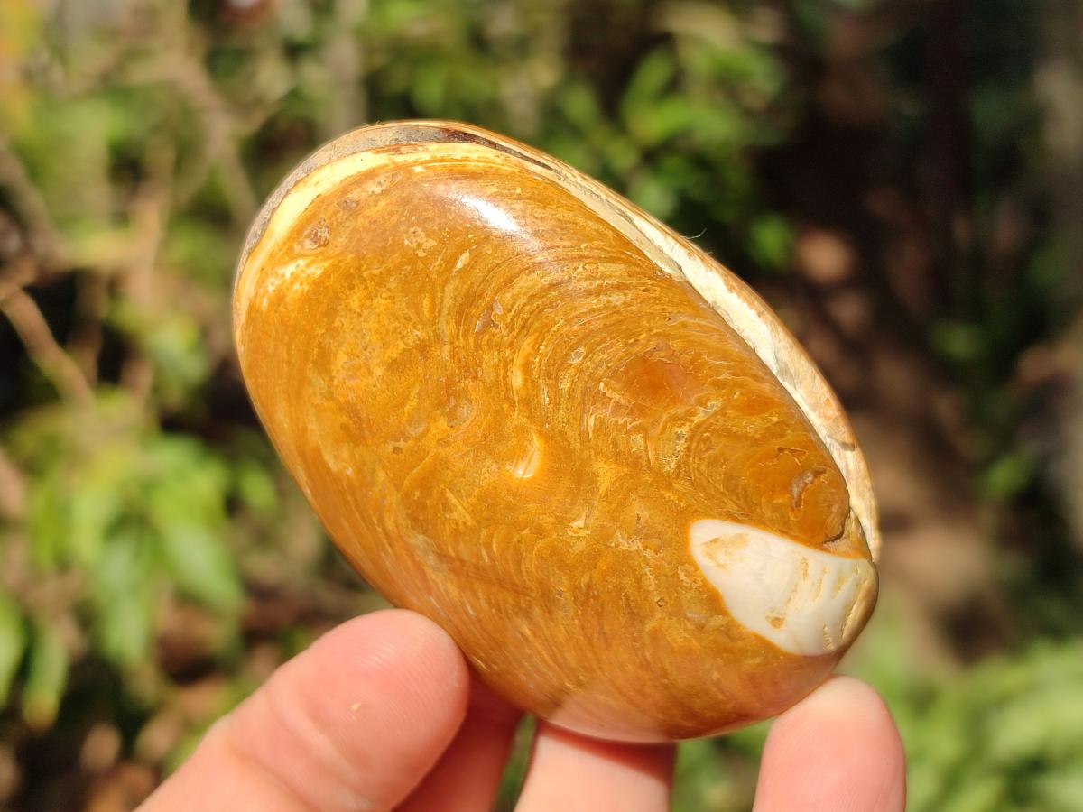 Polished Trigonia Bivalve Fossil Clams x 9 From Maintirano, Madagascar - Toprock Gemstones and Minerals 