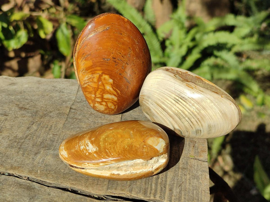 Polished Trigonia Bivalve Fossil Clams x 9 From Maintirano, Madagascar - Toprock Gemstones and Minerals 