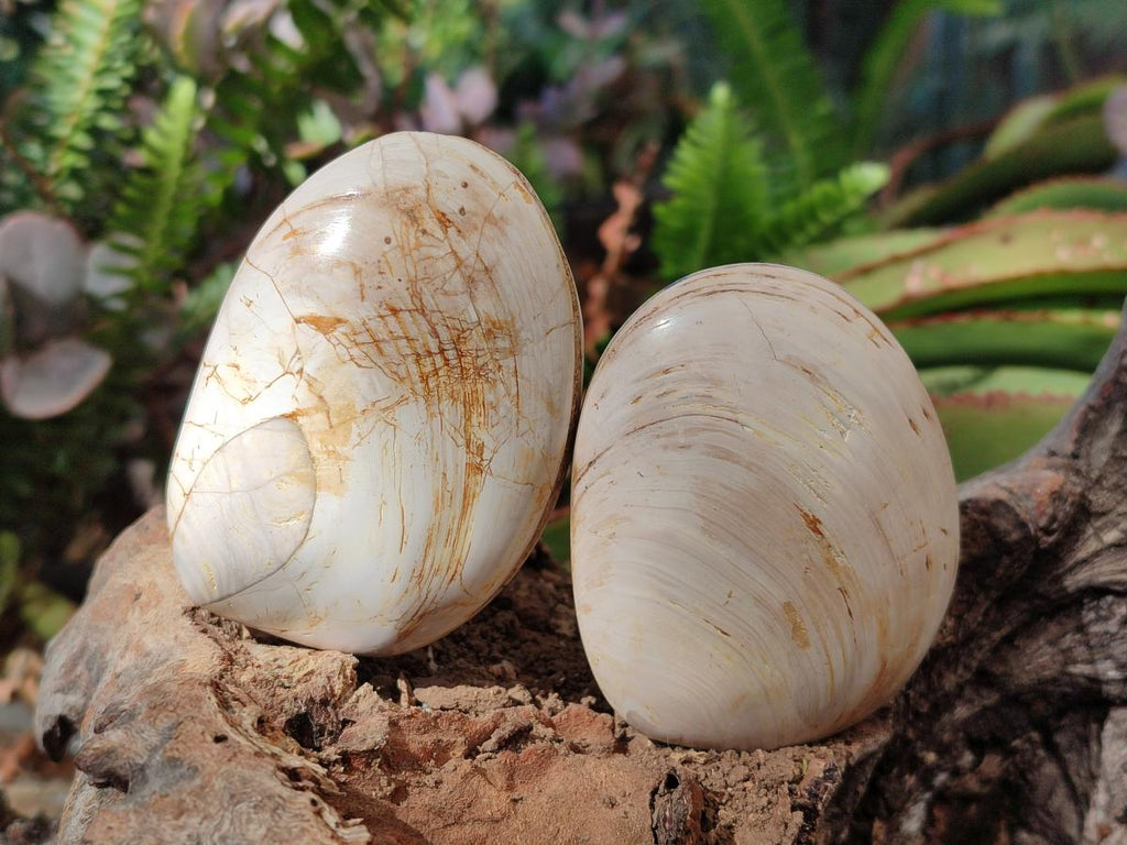 Polished Trigonia Bivalve Fossil Clams x 9 From Maintirano, Madagascar - Toprock Gemstones and Minerals 