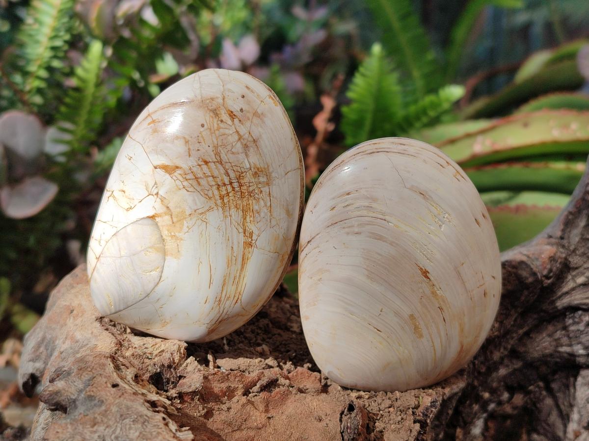 Polished Trigonia Bivalve Fossil Clams x 9 From Maintirano, Madagascar - Toprock Gemstones and Minerals 