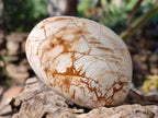 Polished Trigonia Bivalve Fossil Clams x 9 From Maintirano, Madagascar - Toprock Gemstones and Minerals 