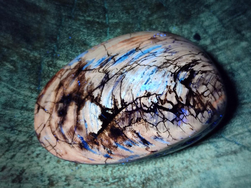 Polished Trigonia Bivalve Fossil Clams x 9 From Maintirano, Madagascar - Toprock Gemstones and Minerals 