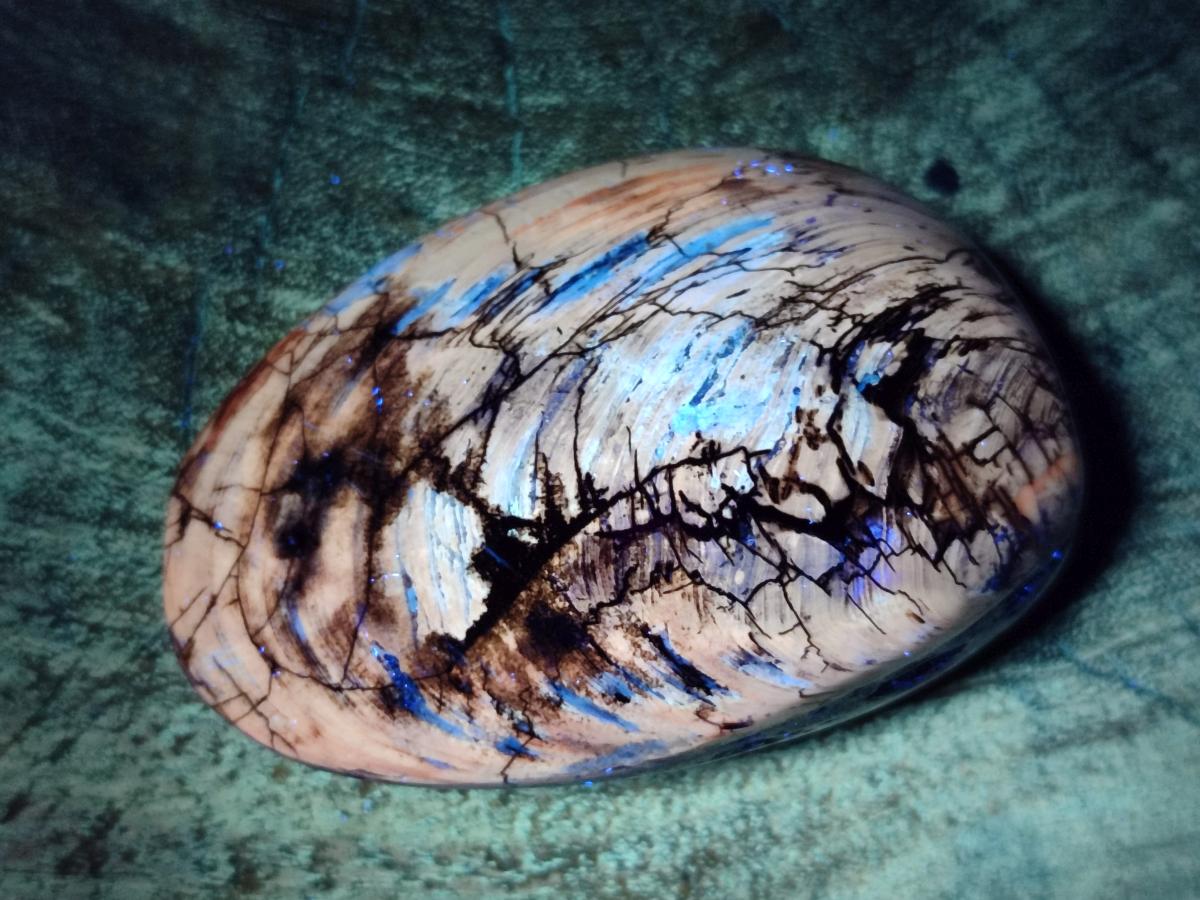 Polished Trigonia Bivalve Fossil Clams x 9 From Maintirano, Madagascar - Toprock Gemstones and Minerals 