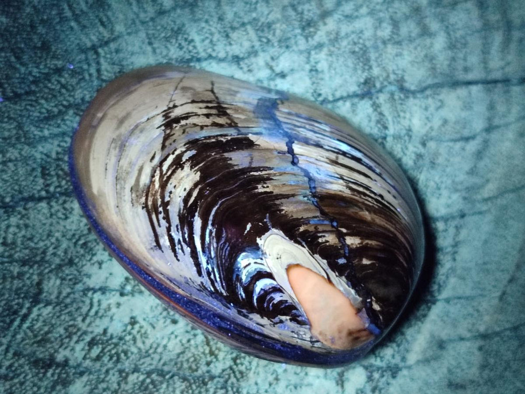 Polished Trigonia Bivalve Fossil Clams x 9 From Maintirano, Madagascar - Toprock Gemstones and Minerals 