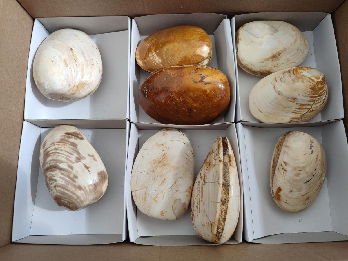 Polished Trigonia Bivalve Fossil Clams x 9 From Maintirano, Madagascar - Toprock Gemstones and Minerals 