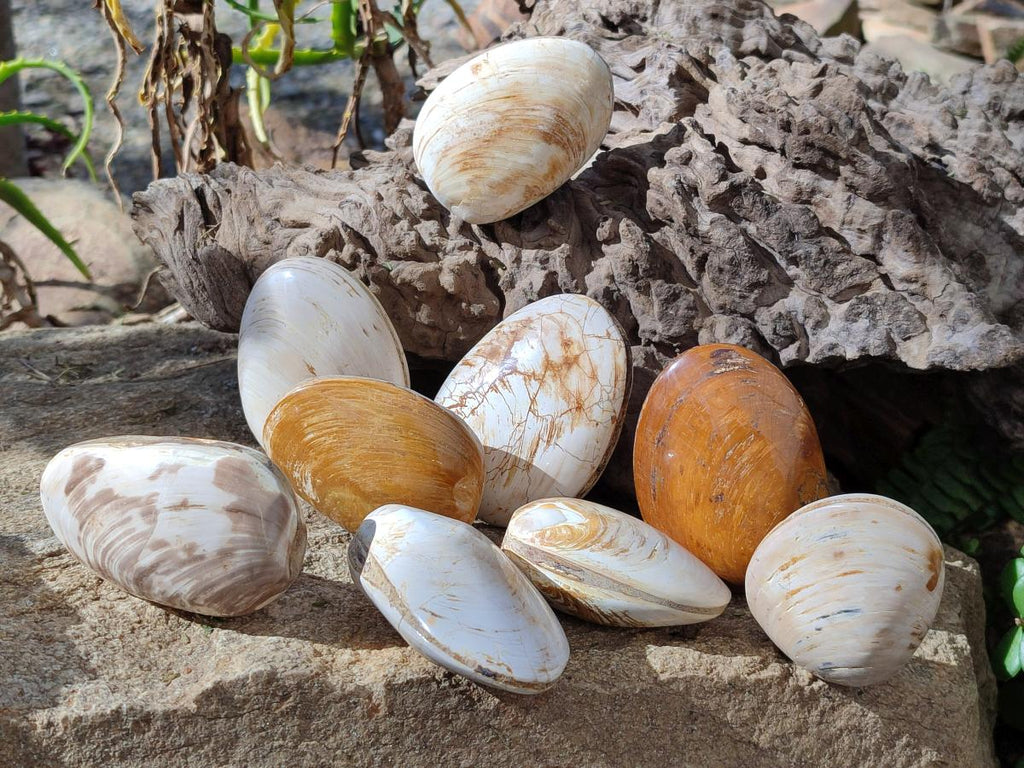 Polished Trigonia Bivalve Fossil Clams x 9 From Maintirano, Madagascar - Toprock Gemstones and Minerals 